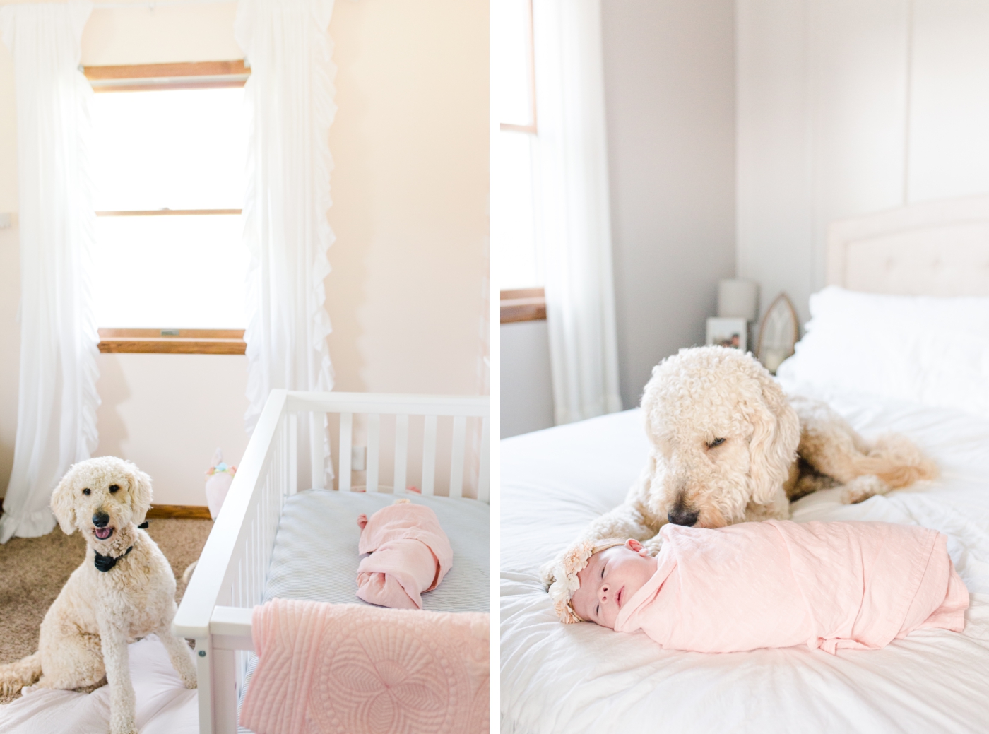 Newborn session with the golden doodle